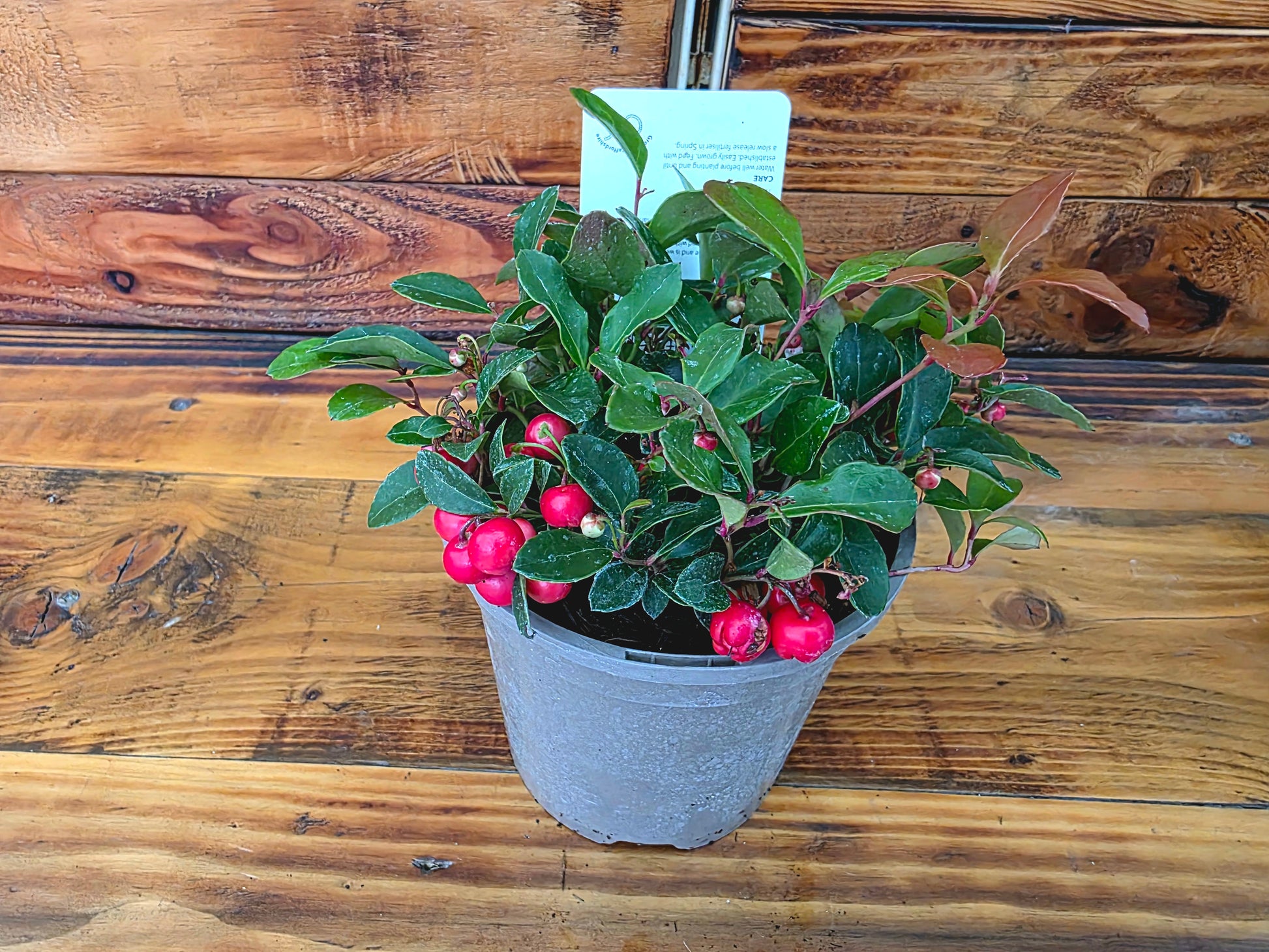 Potted plant with red berries on a wooden surface