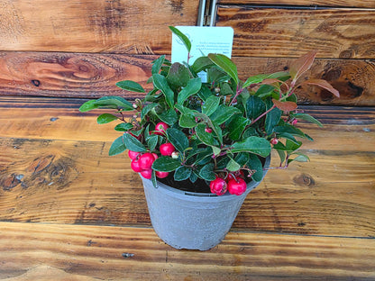 Potted plant with red berries on a wooden surface