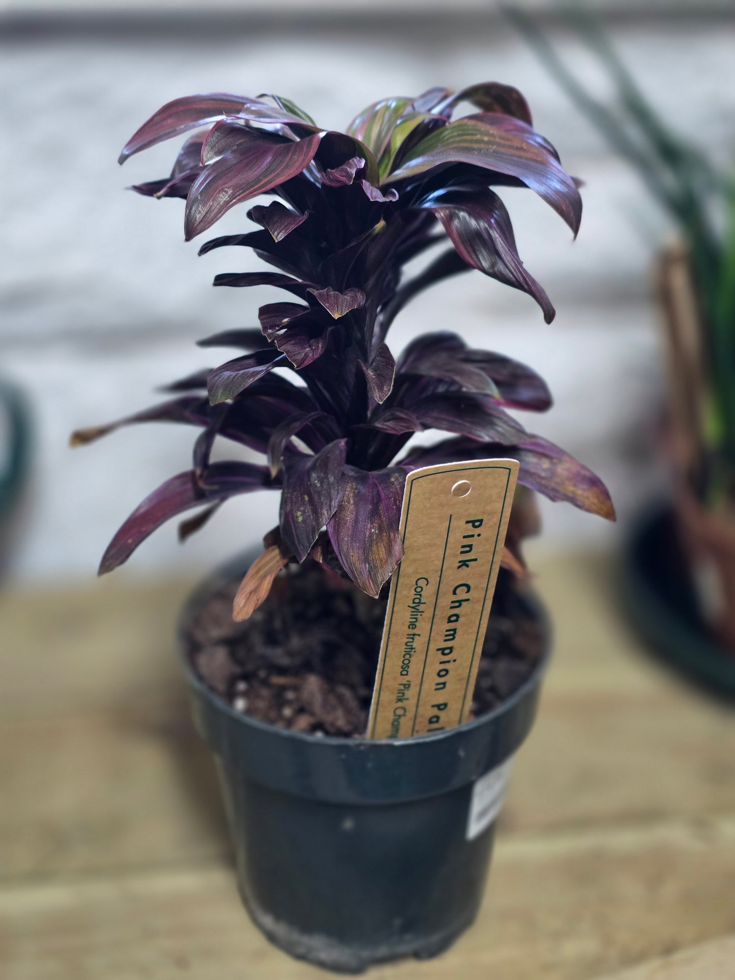 Potted plant on a wooden table