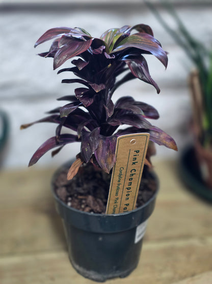 Potted plant on a wooden table