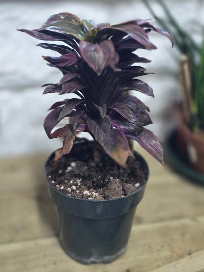 Potted plant on a wooden table