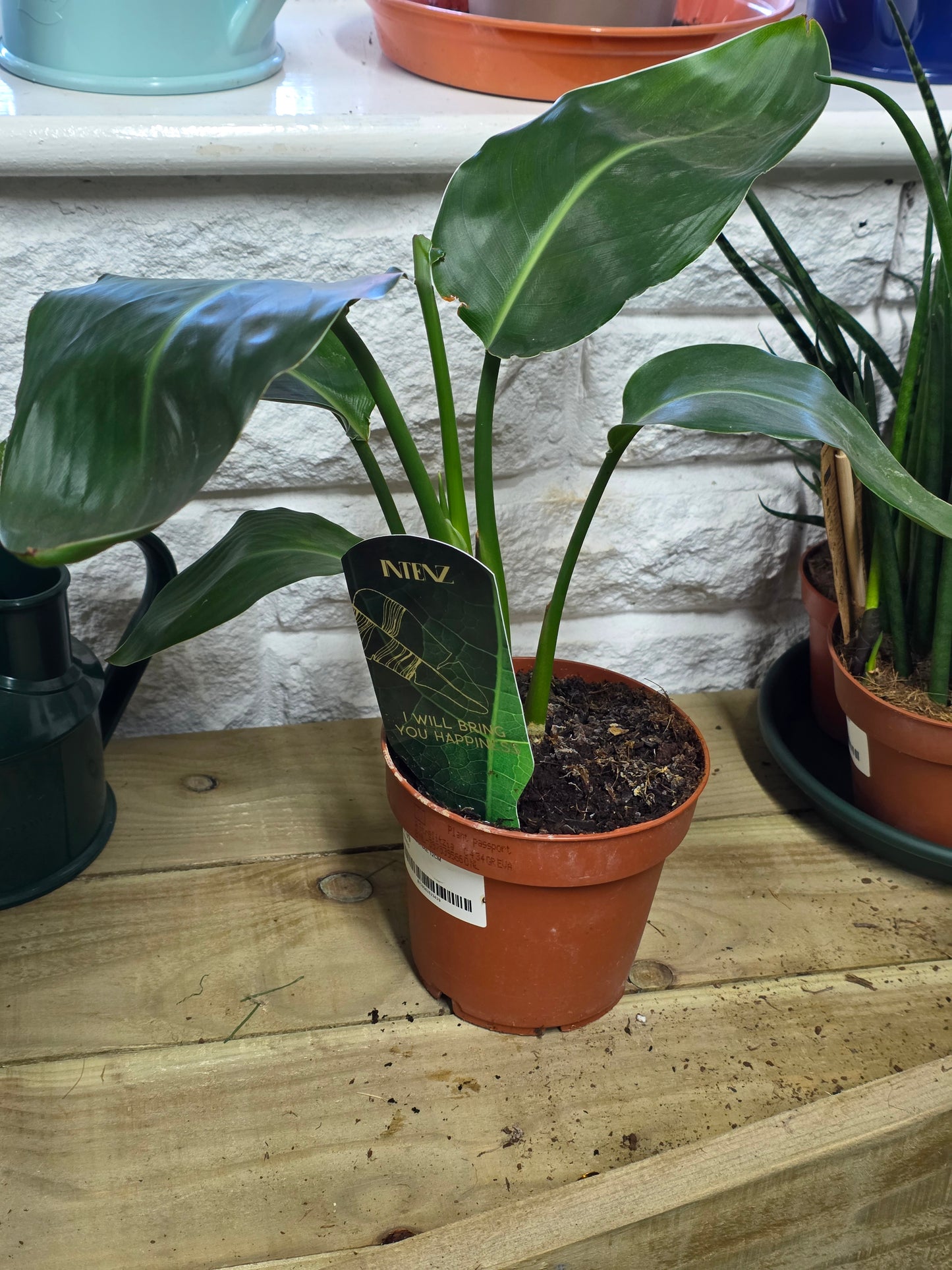 Potted houseplant on a wooden table