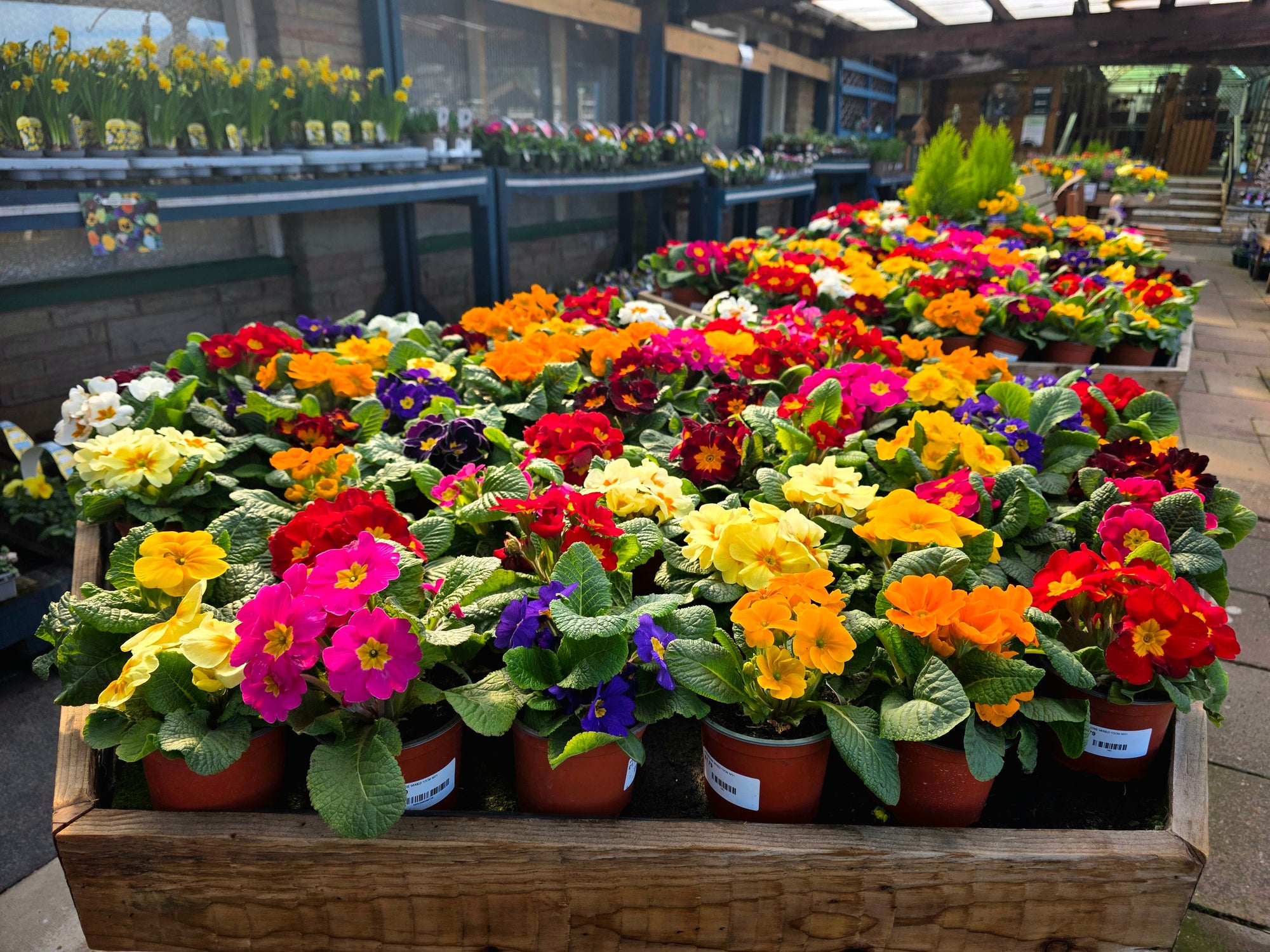 Bedding Plants