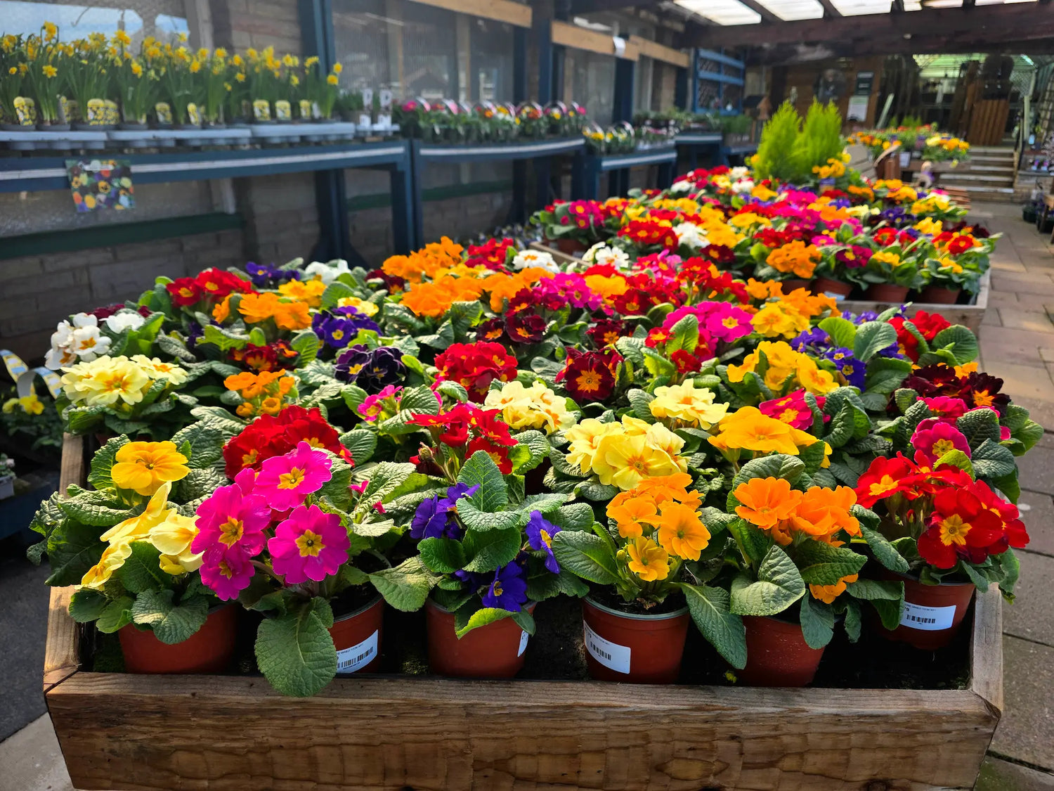 Baskets of colorful flowers on a wooden platform in an indoor setting