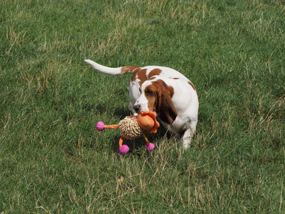 Dog playing with a toy in a grassy field