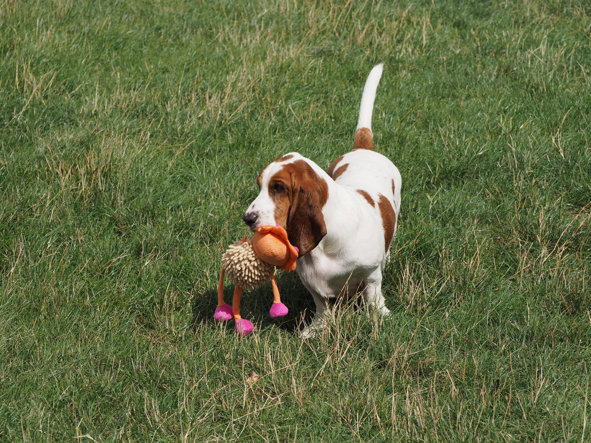 Dog playing with a toy in a grassy field