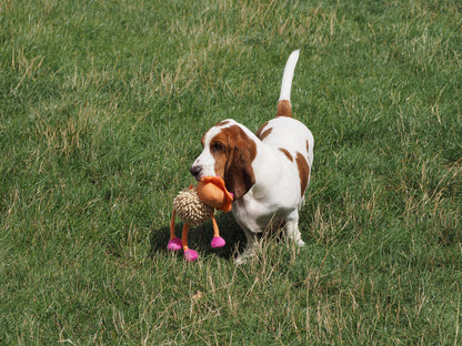 Dog playing with a toy in a grassy field