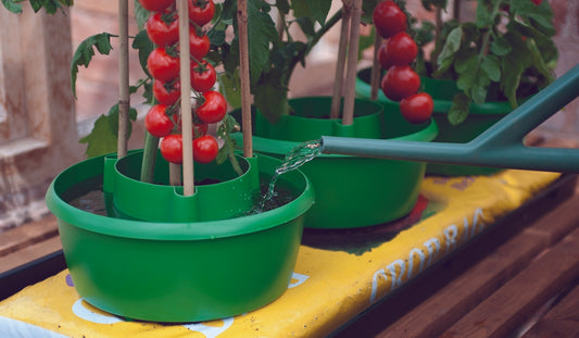 Tomato plants in pots with halos