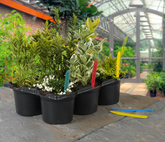 Potted plants in black pots on a stone surface with a greenhouse background