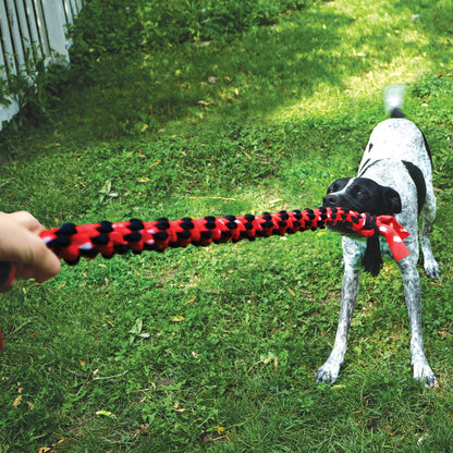 Dog playing with a red and black rope toy on grass
