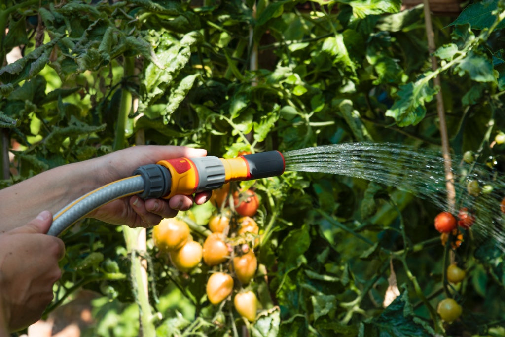 Person watering tomatoes with a garden hose in a garden setting