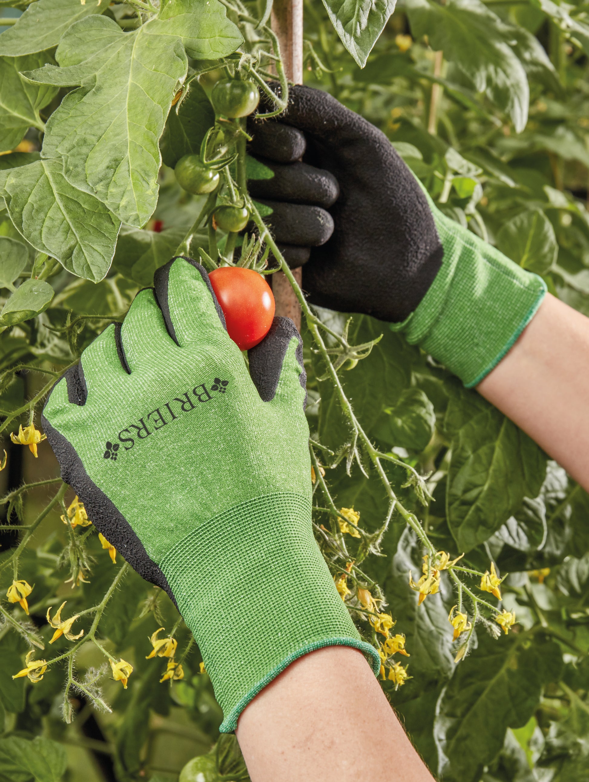 Person wearing green and black gardening gloves picking a tomato from a plant.