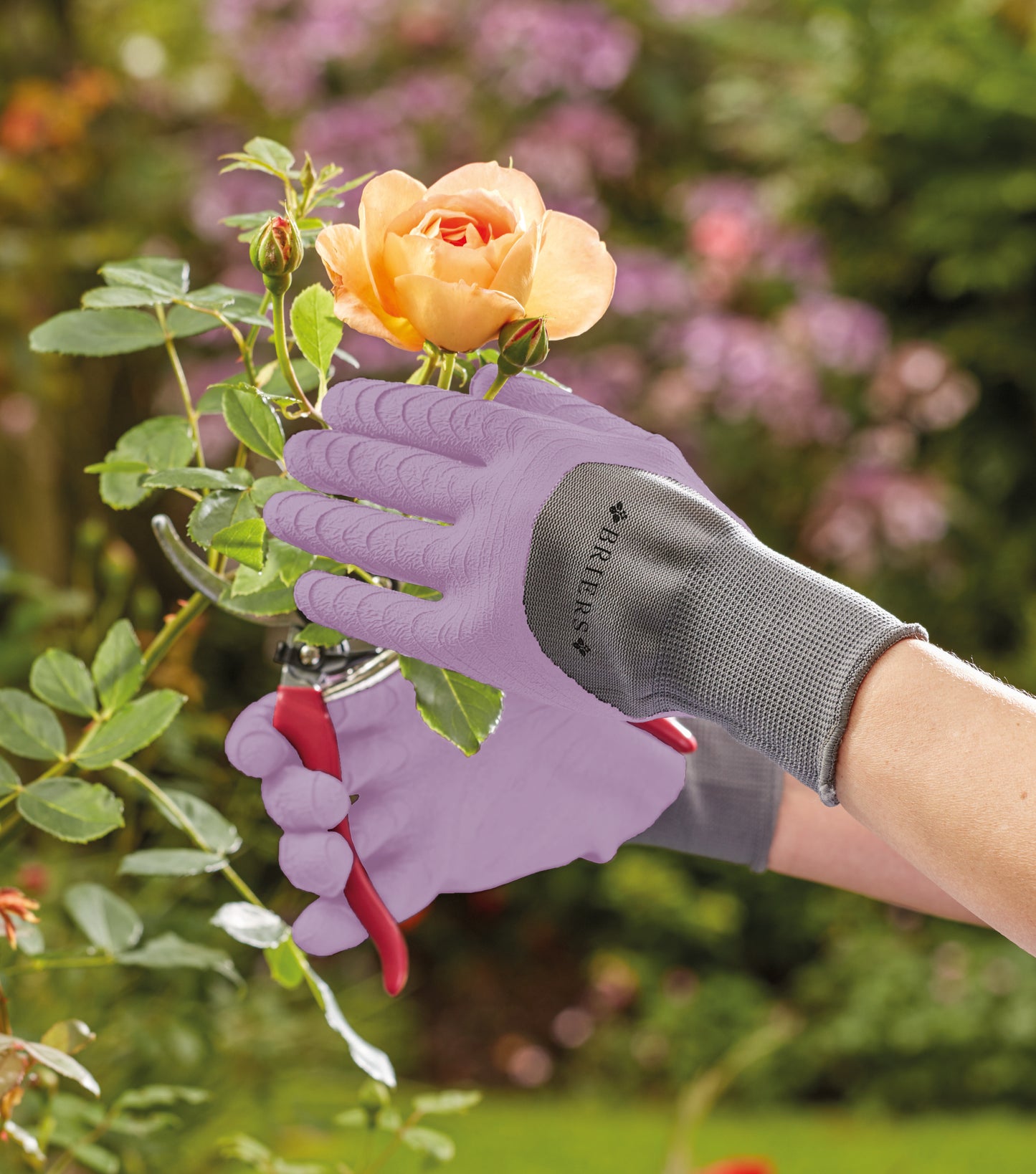 Person wearing gardening gloves holding a rose with garden shears, surrounded by greenery and flowers.
