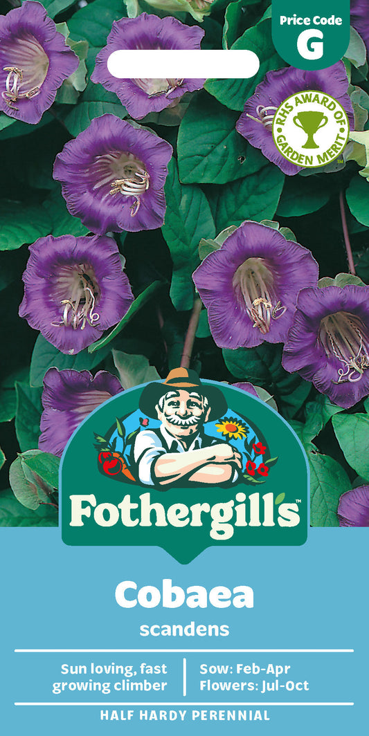 Mr Fothergill's Cobaea Scandens Seeds Packet