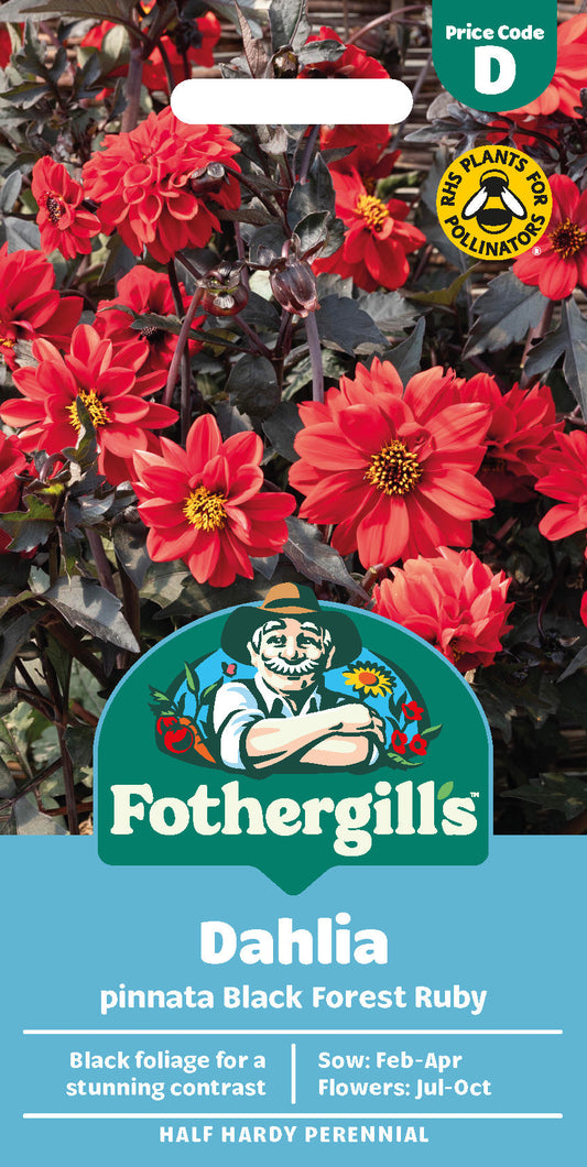 Mr Fothergill's Dahlia Pinnata Black Forest Ruby Seeds Packet
