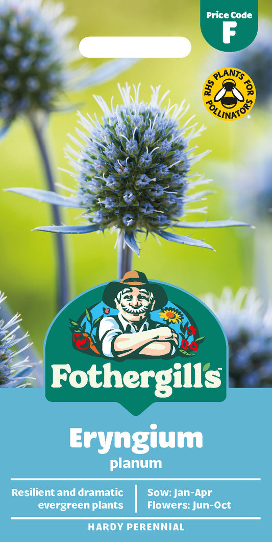 Mr Fothergill's Eryngium Planum Seeds Packet