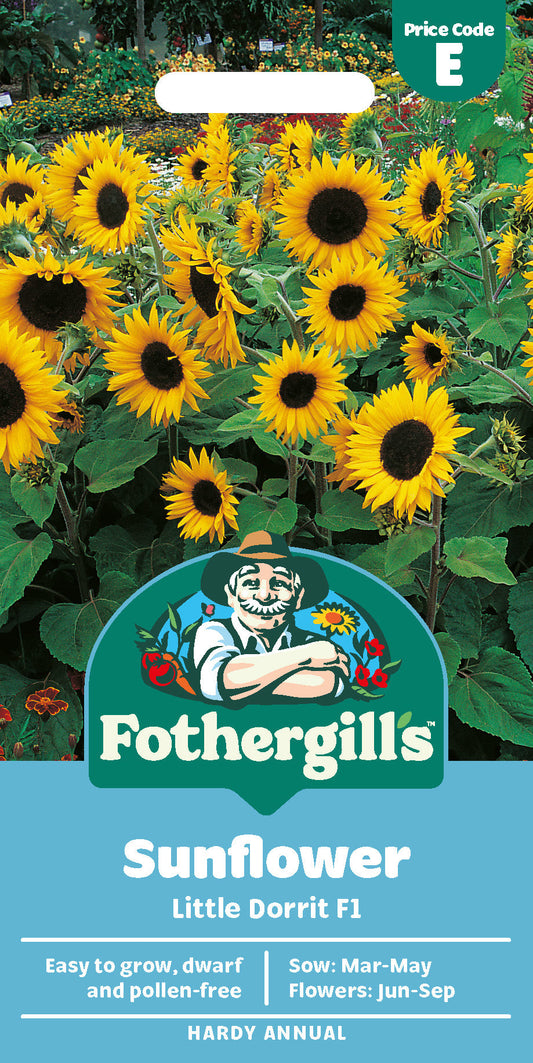 Mr Fothergill's Sunflower Little Dorrit F1 Seeds Packet