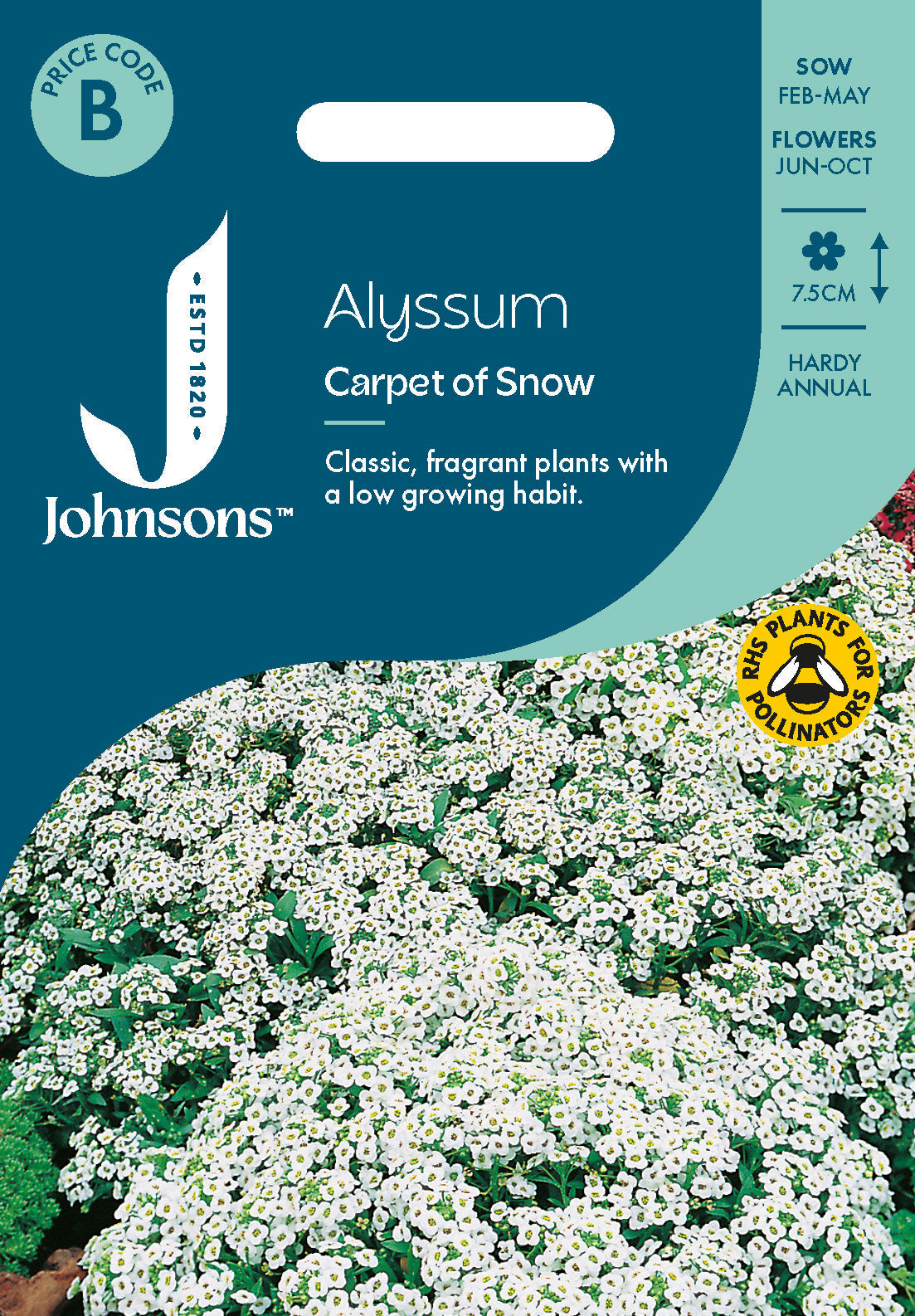 Johnsons Alyssum Carpet Of Snow Seeds Packet