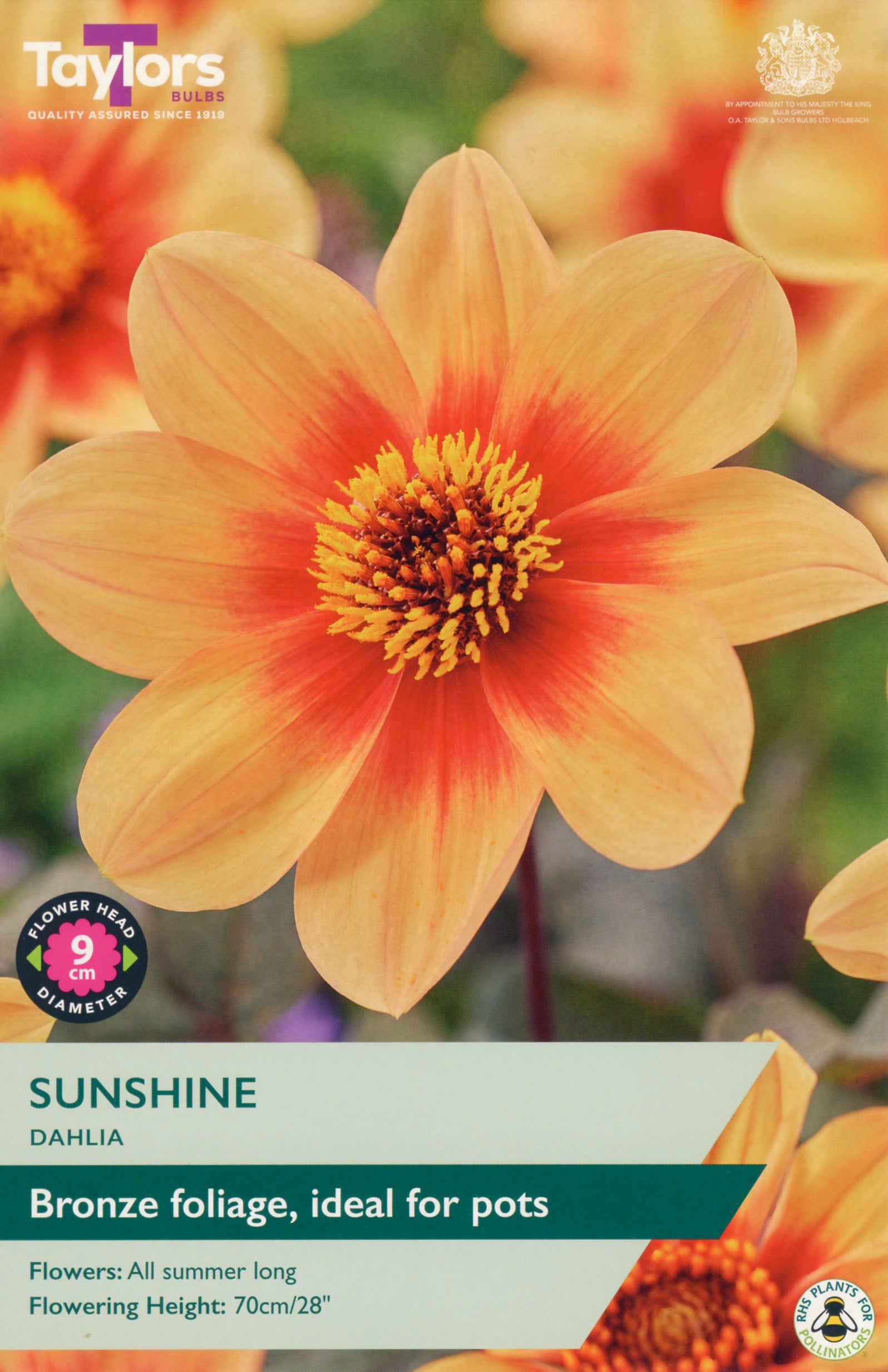 Taylors Bulbs Sunshine Dahlia 1 Pack Bulbs