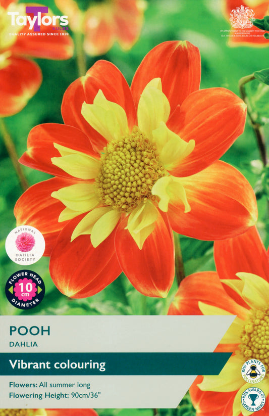 Dahlia flower with vibrant red and yellow colors on a green background