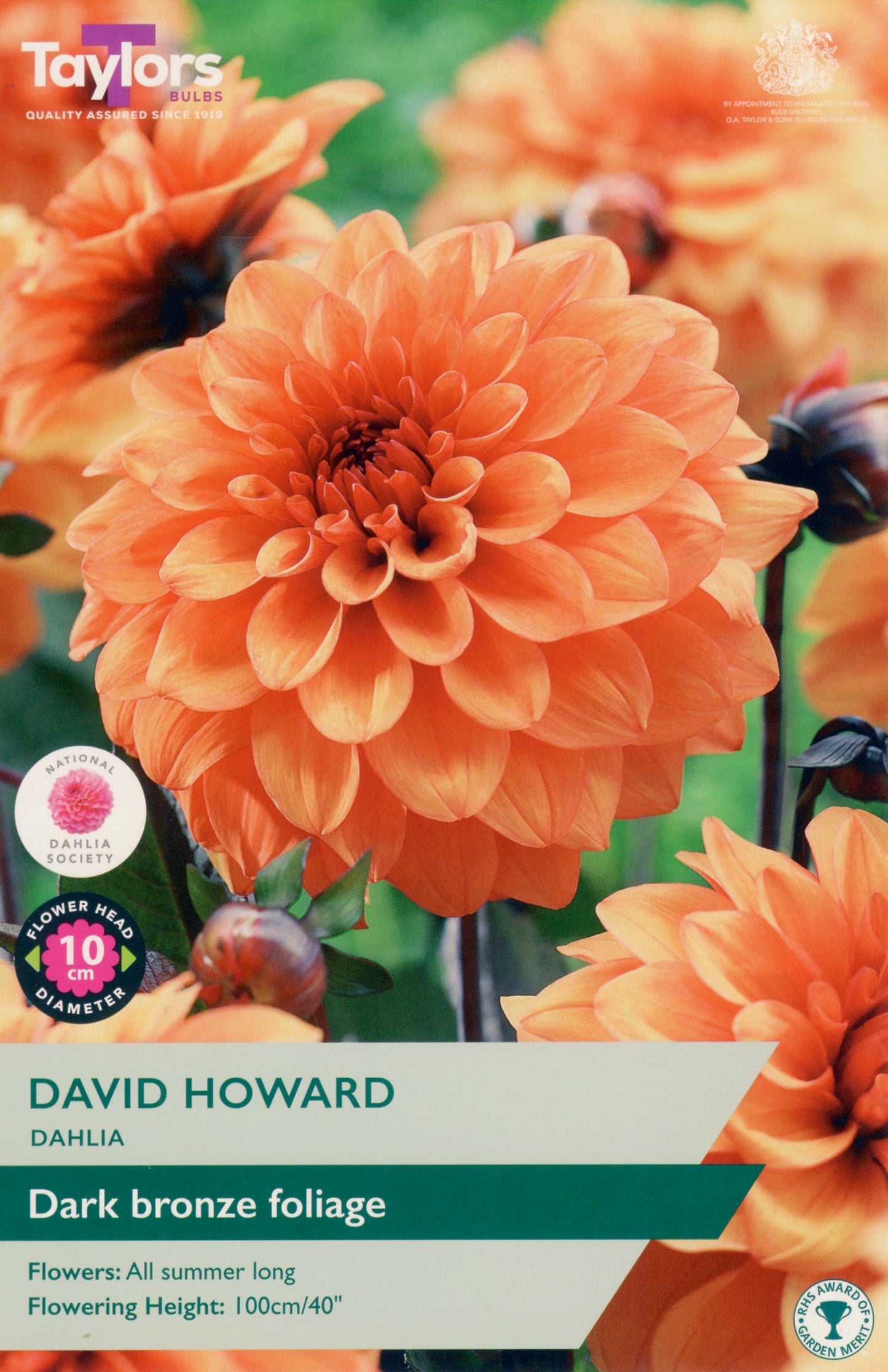 Orange dahlia flower with 'Taylor's Bulbs' branding and product details.