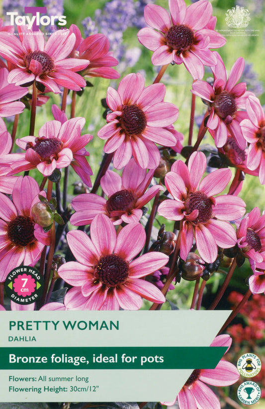 Packaging of Taylors Seeds Pretty Woman Dahlia with pink flowers and branding.
