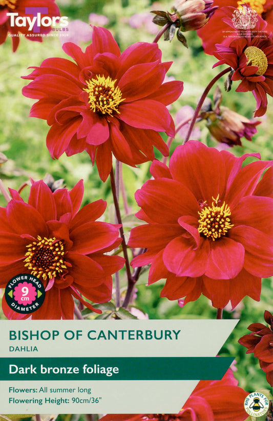 Taylors Bulbs Bishop Of Canterbury Dahlia 1 Pack Bulbs