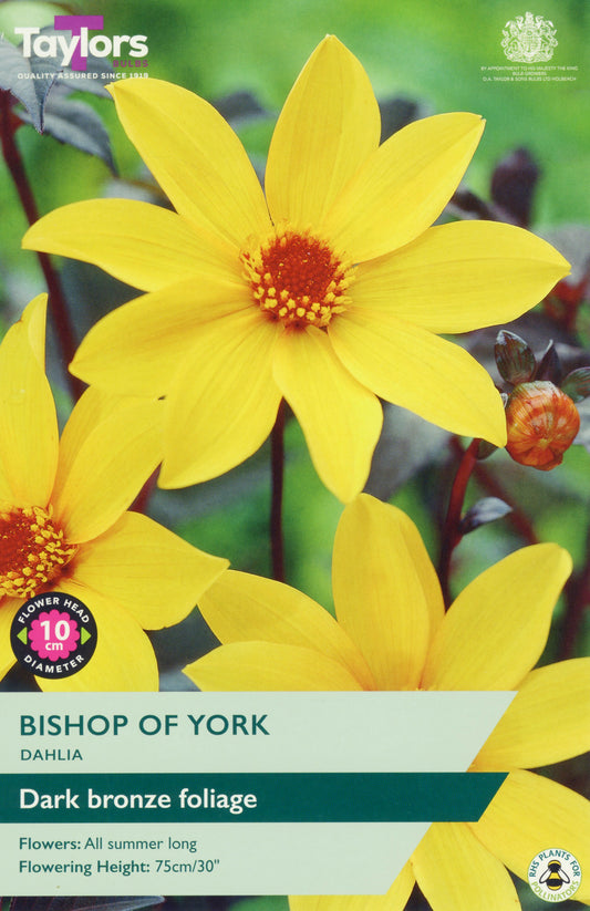 Yellow dahlia flower with text about 'Bishop of York' variety on a green background