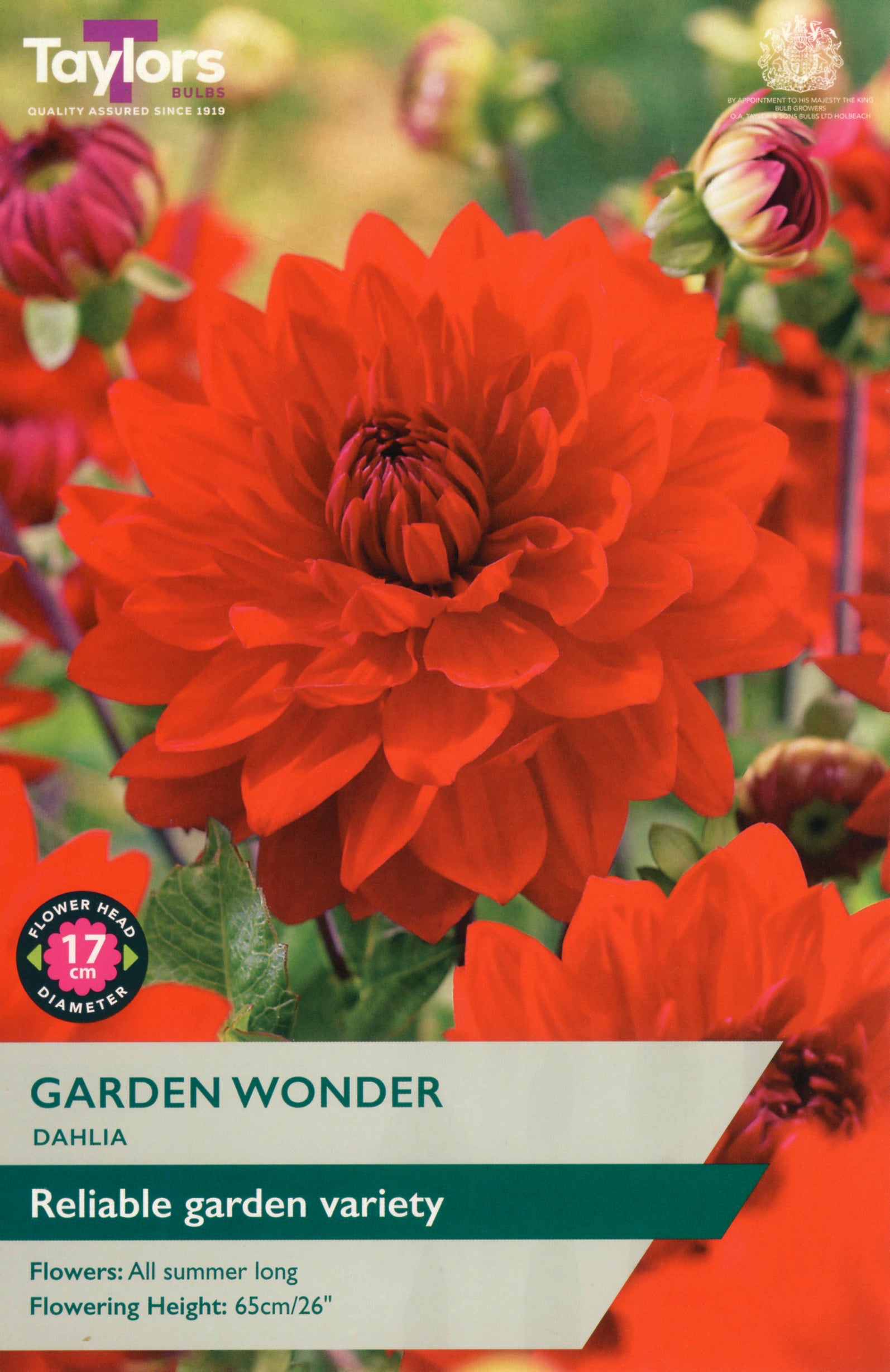 Red dahlia flower with 'Taylors' branding and product details.