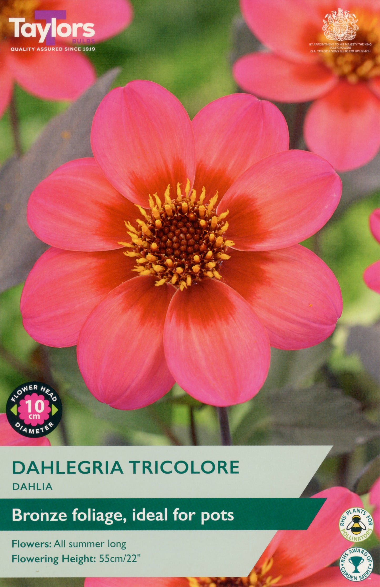 Dahlegheria Tricolore flower with packaging details on a green background