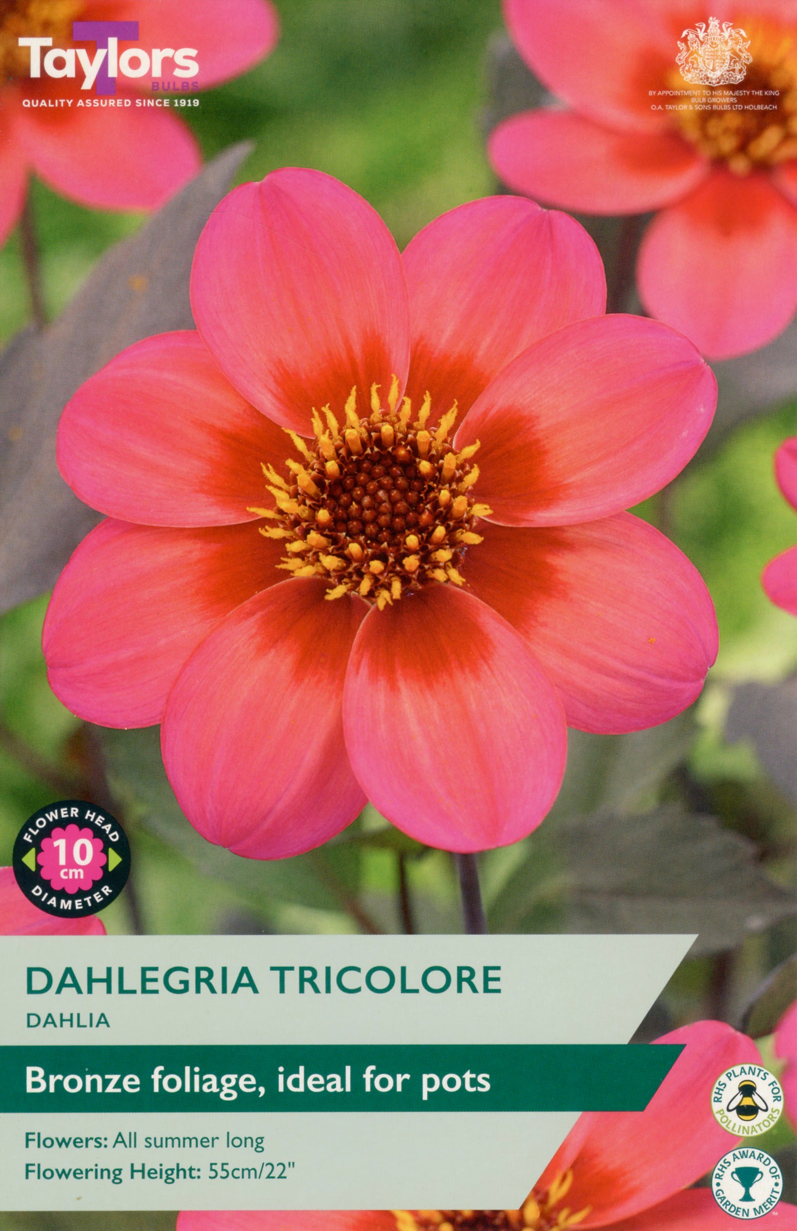 Dahlegheria Tricolore flower with packaging details on a green background