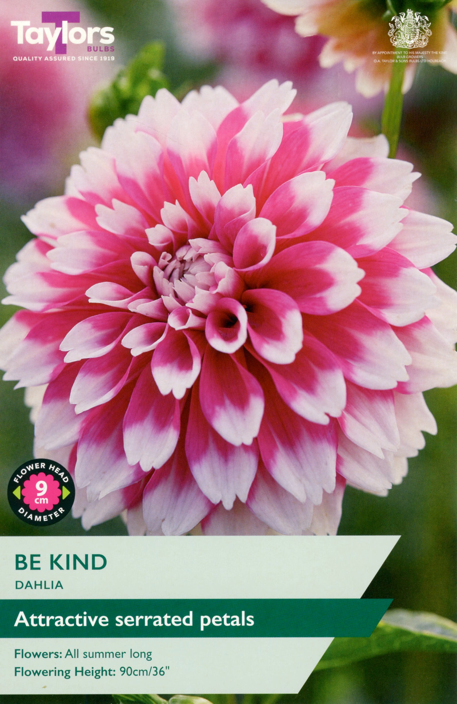 Pink and white dahlia flower with 'Taylors Bulbs' branding and product information.