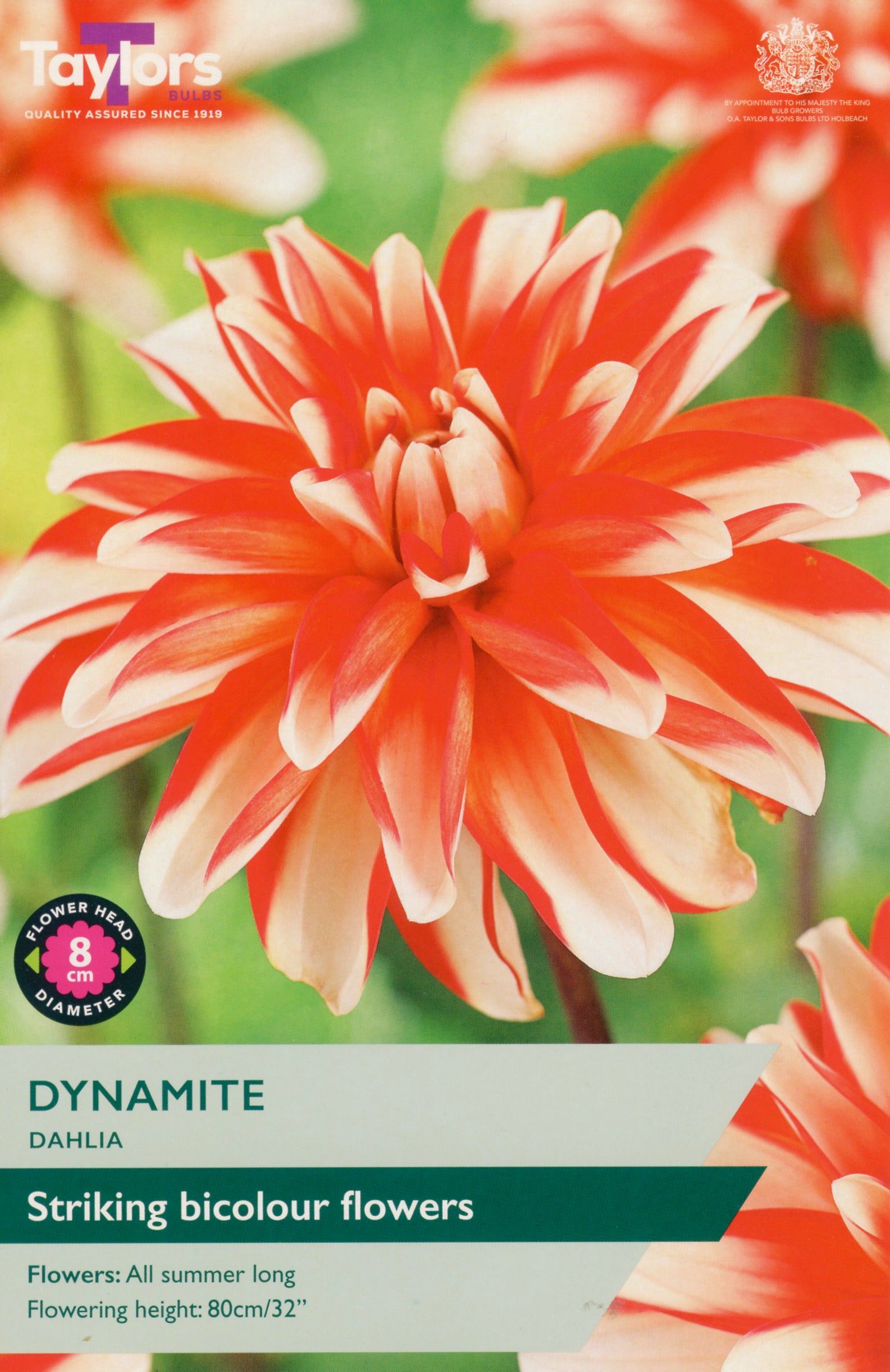 Taylors Bulbs Dynamite Dahlia packaging with a red and white flower on a green background