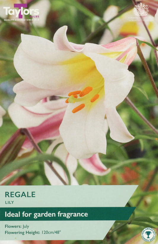 Regale Lily flower with packaging text and Taylor's logo