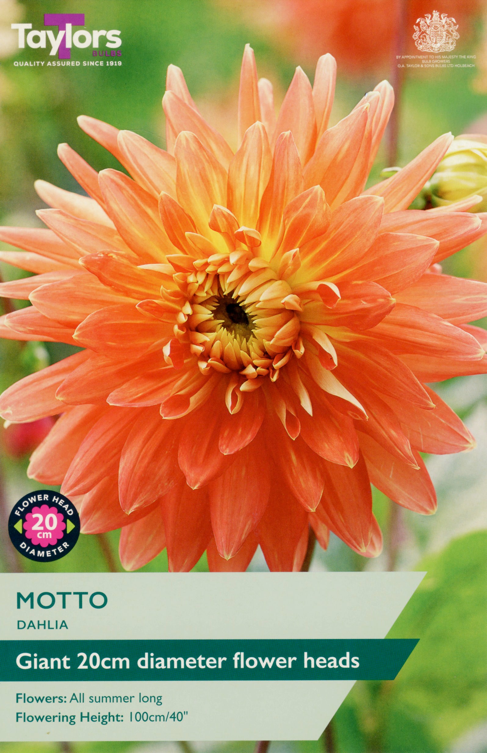 Giant orange dahlia flower with 'Taylors' branding and product details.