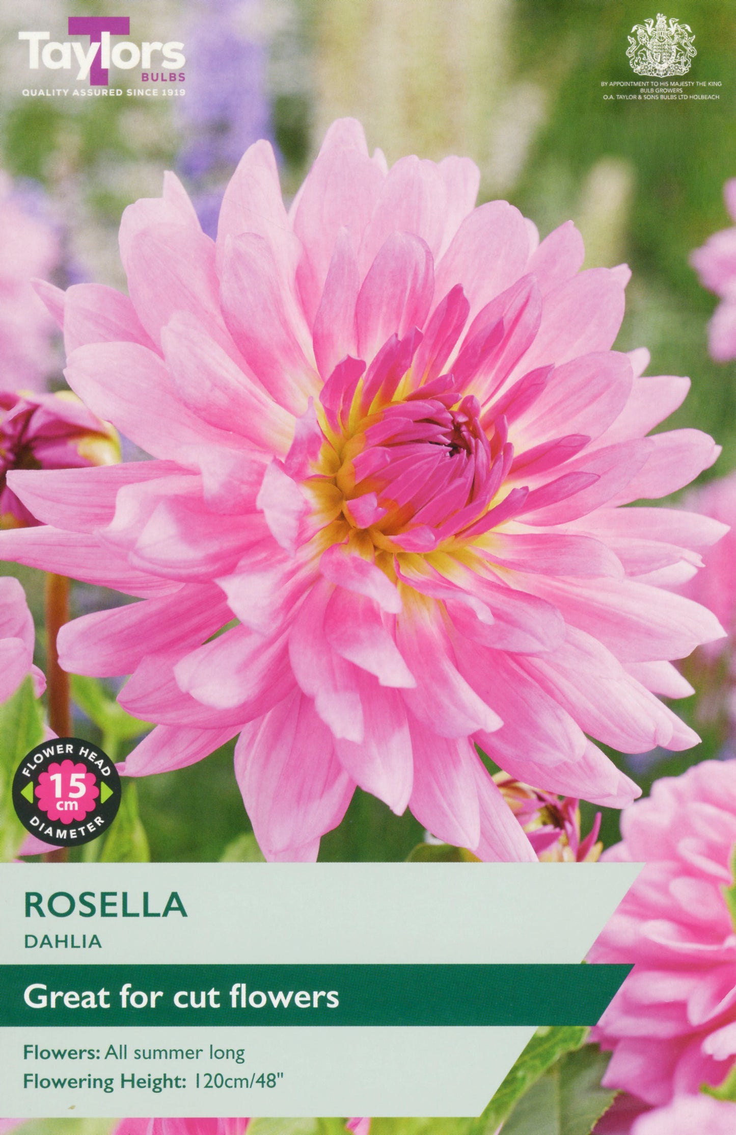 Taylors Bulbs Rosella Dahlia 1 Pack Bulbs