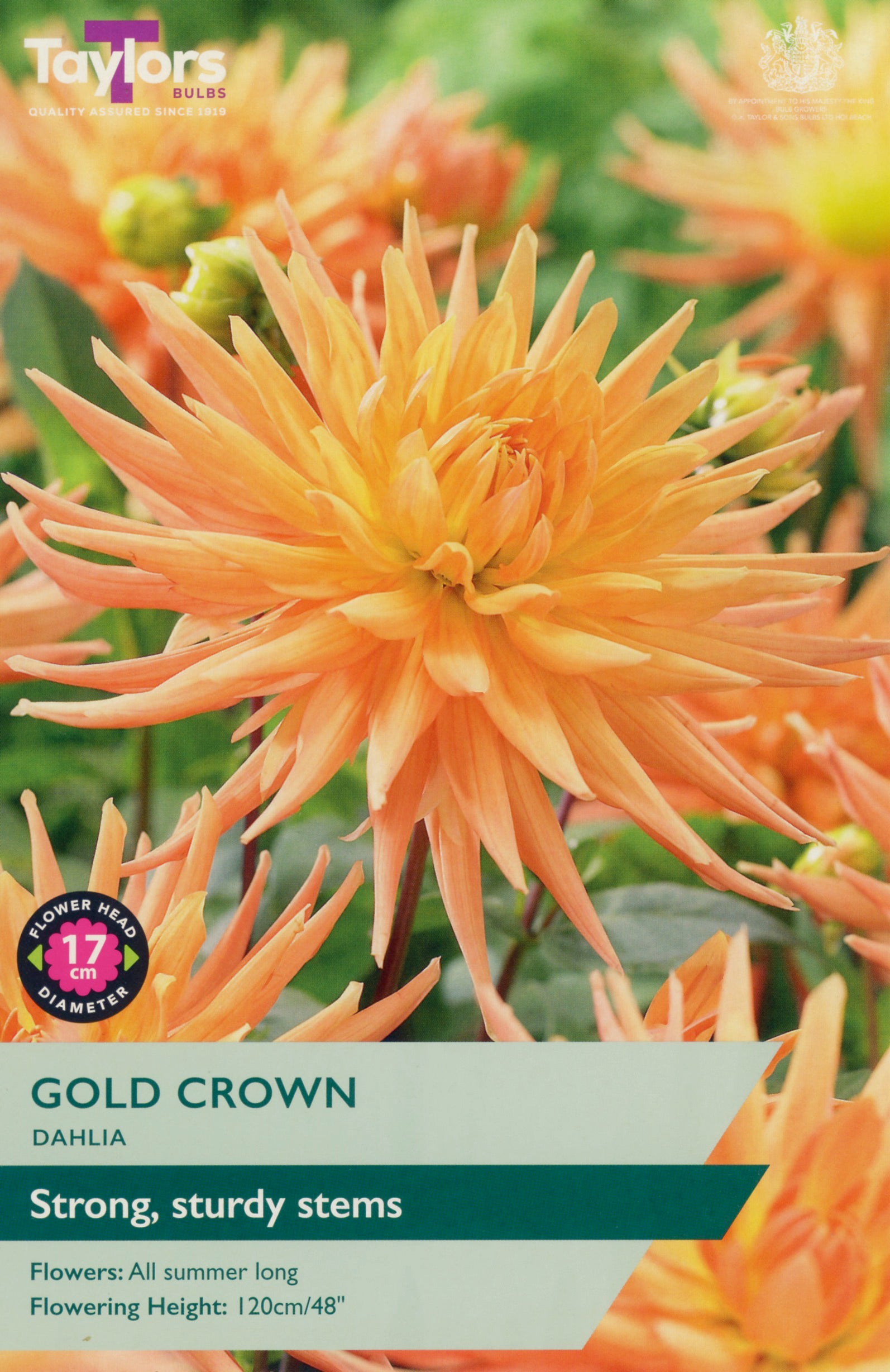 Orange dahlia flower with product label on a green background