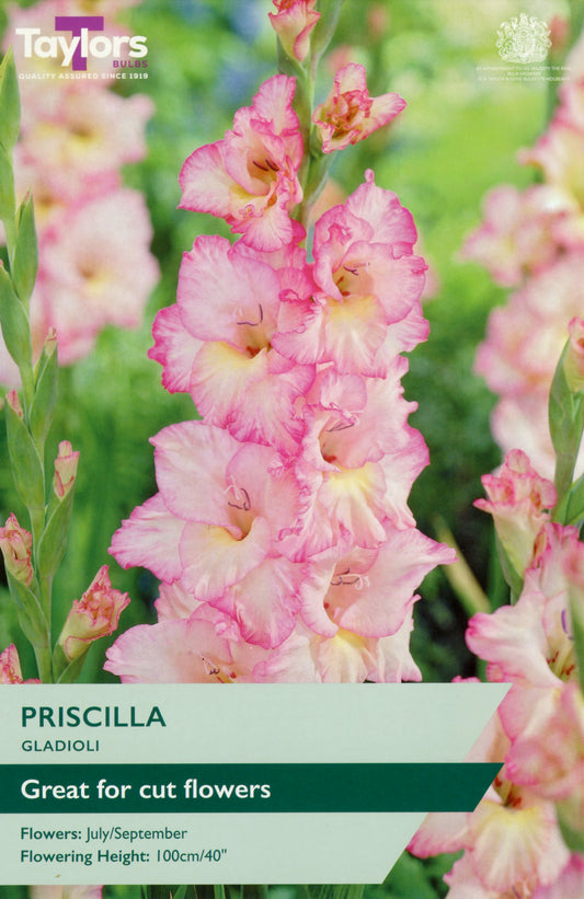 Pink gladiolus flowers with 'Taylors Bulbs' branding and product details.