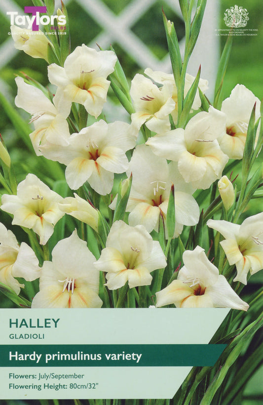 Taylors gladiolus seed packet with white flowers and green leaves