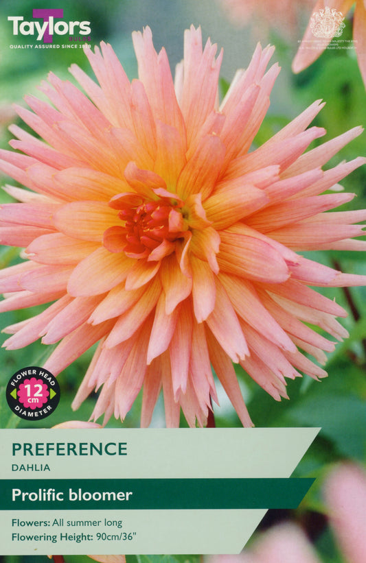 Taylors Bulbs Preference Dahlia 1 Pack Bulbs