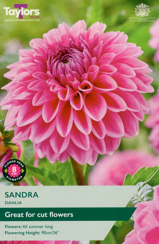 Pink dahlia flower with 'Taylors Bulbs' branding and product information.