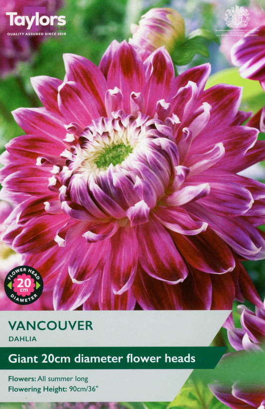 Taylors Bulbs Vancouver Dahlia 1 Pack Bulbs