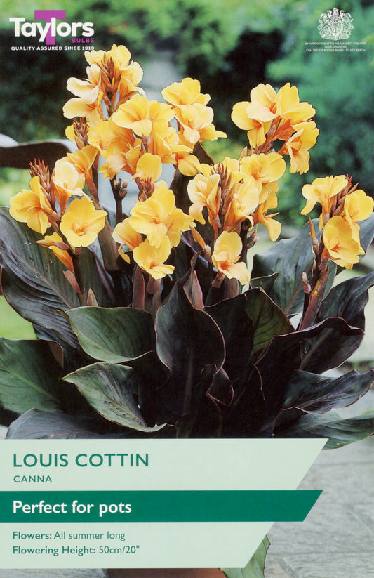Packaging of Louis Cottin Canna with yellow flowers and green leaves, featuring Taylor's logo.