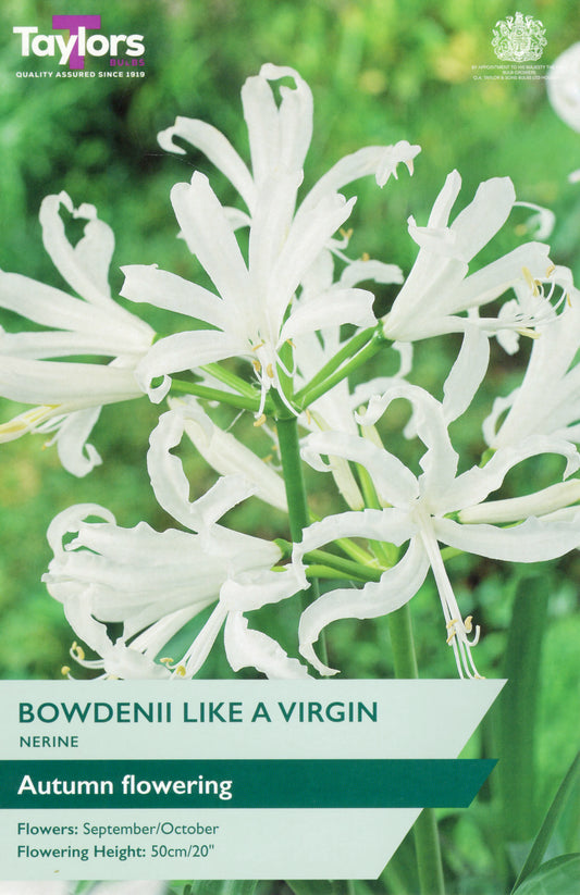 Nerine flower with 'Taylors' branding on a green background
