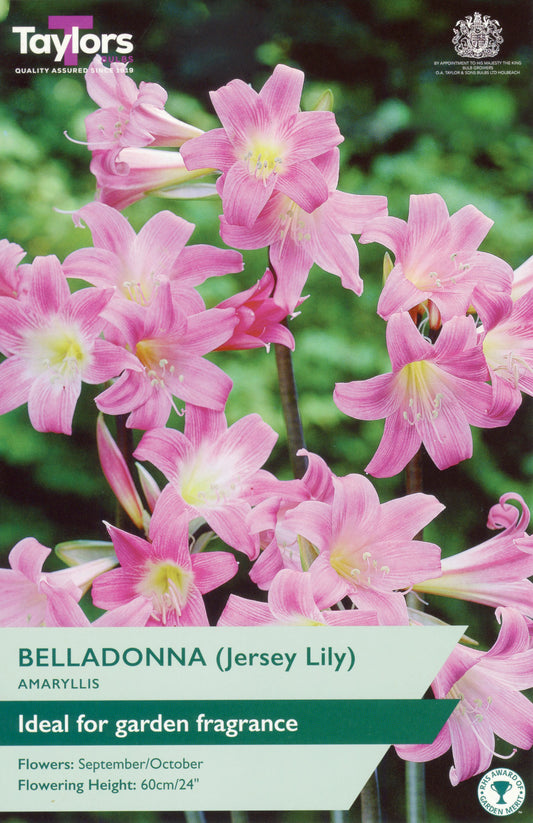 Belladonna (Jersey Lily) flowers with Taylor's branding and product details.