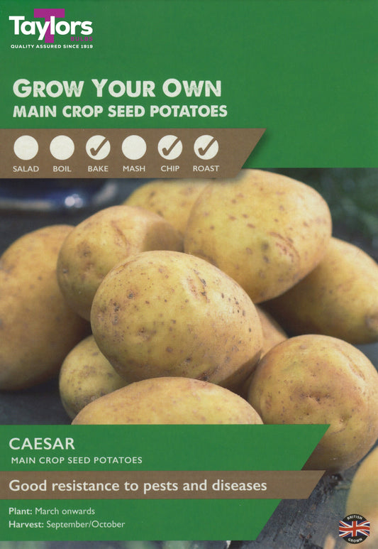 Taylors Bulbs Caesar Main Crop Seed Potatoes 10 Pack