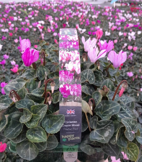 Tray of pink Cyclamen