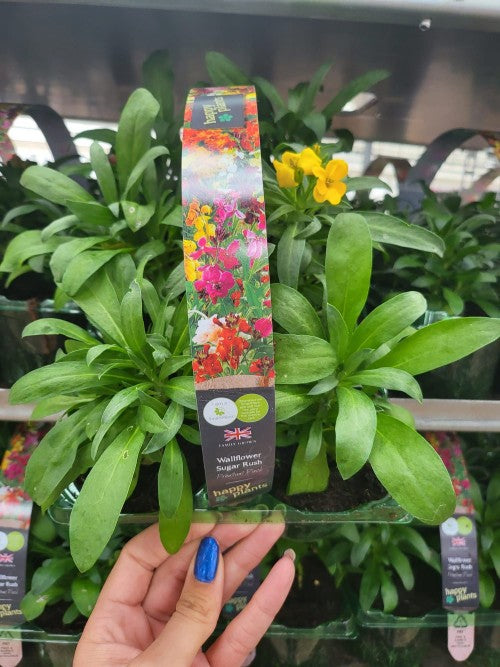 6 pack of Wallflowers