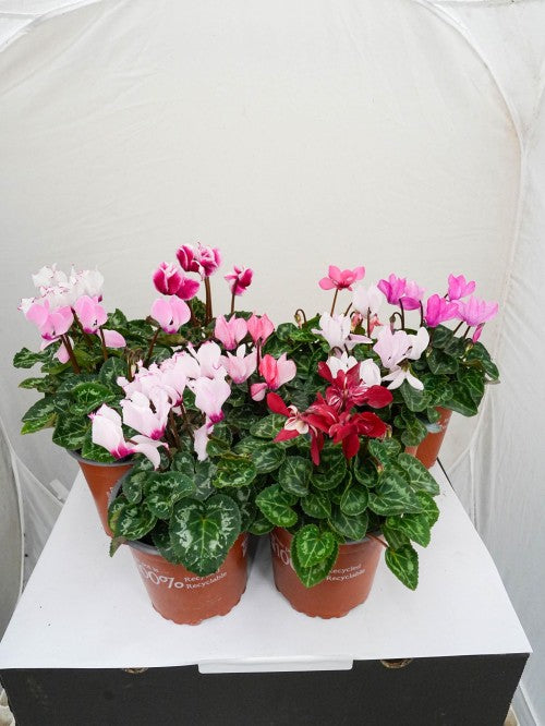 Baskets of cyclamen plants with pink, red, and white flowers on a white surface.