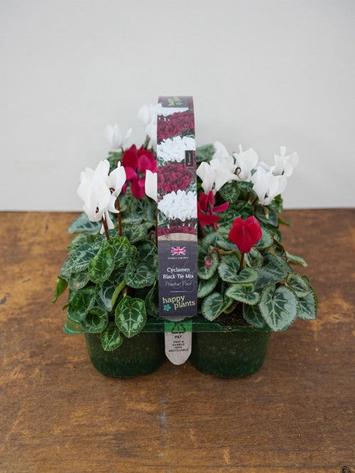 Two potted cyclamen plants with a label on a wooden surface